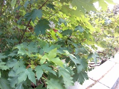 Acer pseudoplatanus