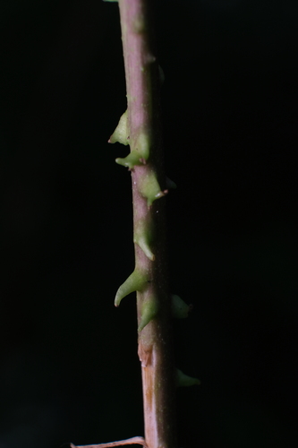 Ipomoea muricata observed 2026-10-03