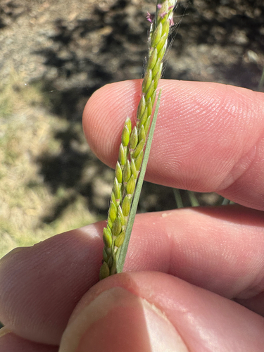 Eriochloa procera observed 2026-10-02