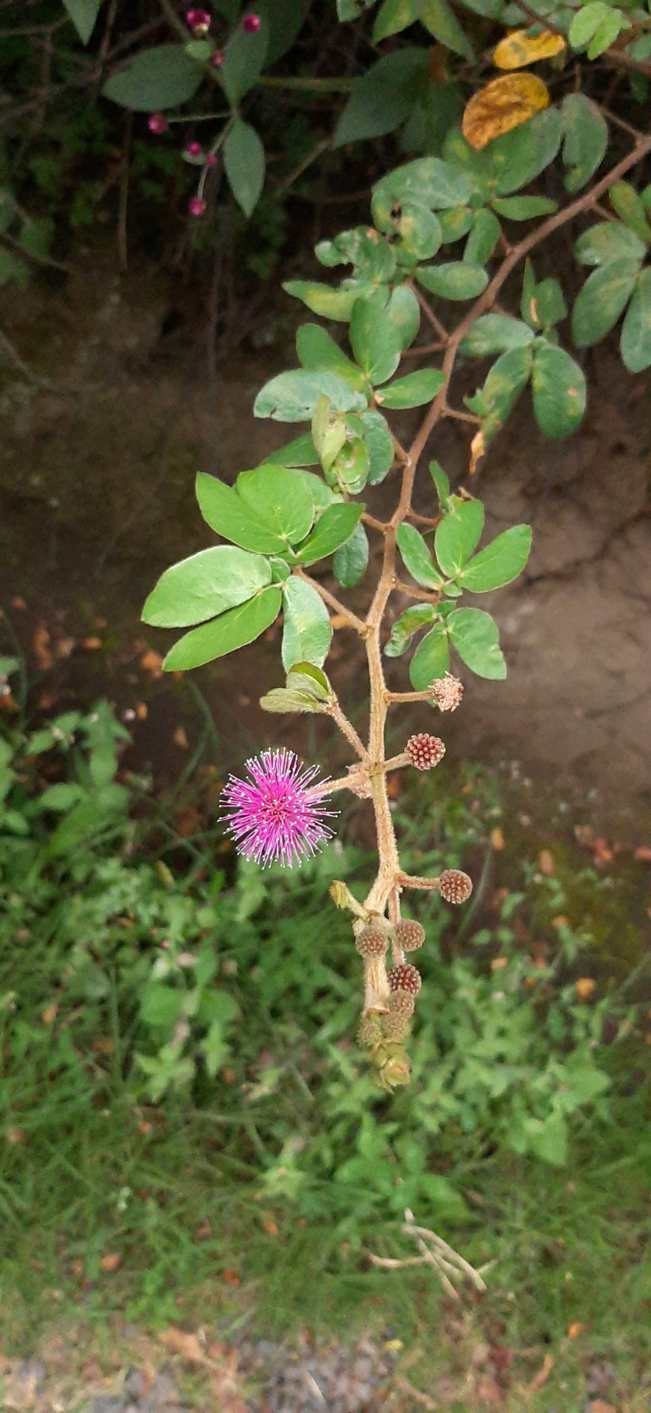 Mimosa image