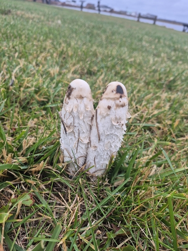 Shaggy Mane