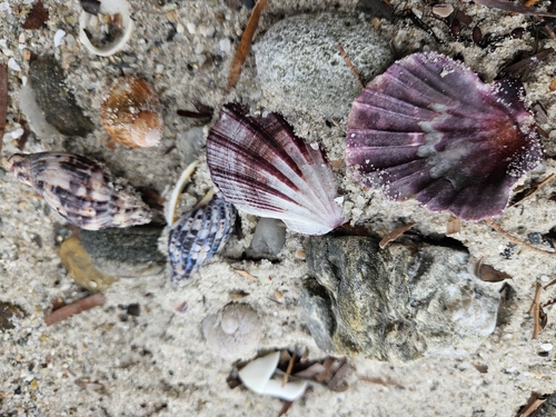 Lyria mitraeformis observed 2026-10-02