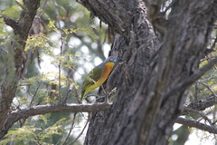 Malaconotus blanchoti