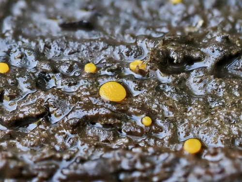 Megalospora observed 2026-10-03