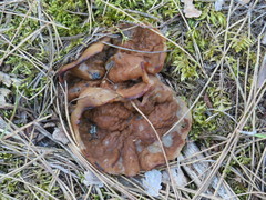 Gyromitra perlata