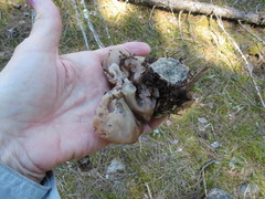 Gyromitra perlata