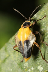 Chauliognathus expansus