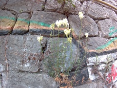 Antirrhinum majus