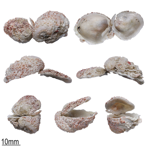 Chama asperella observed 2026-10-02