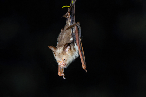 Hipposideros diadema observed 2026-09-17
