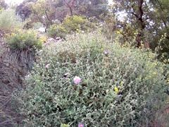 Cistus tauricus