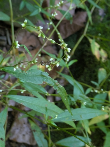 Dotted Smartweed