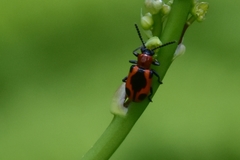 Crioceris quinquepunctata