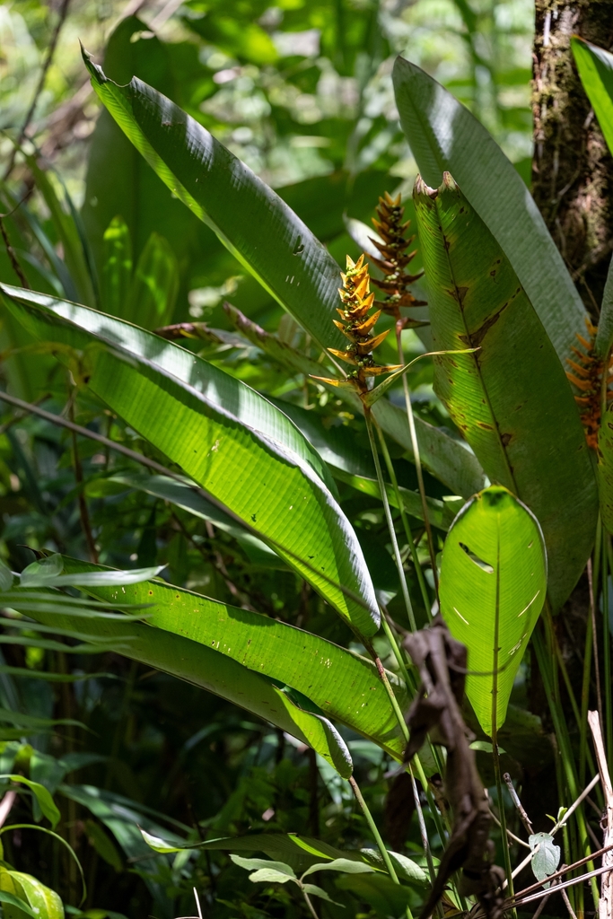 Heliconia librata (Heliconia librata)