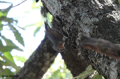 Algerian Nuthatch