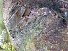 Vicia tenuifolia dalmatica