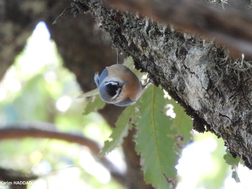 Algerian Nuthatch