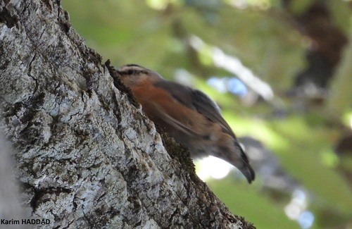 Algerian Nuthatch