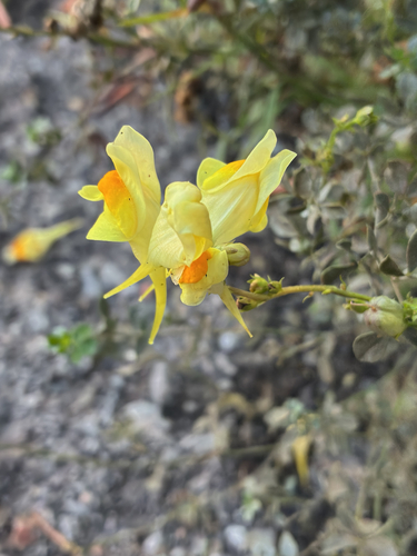 common toadflax