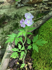 Phacelia bipinnatifida