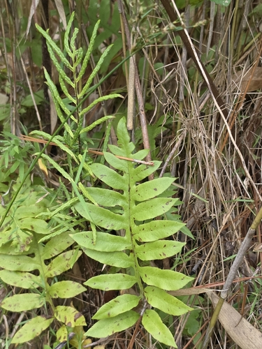 netted chain fern