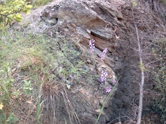 Vicia tenuifolia dalmatica