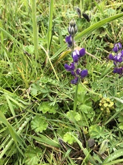 Lupinus