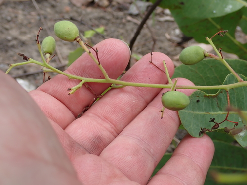 Buchanania obovata observed 2026-10-03