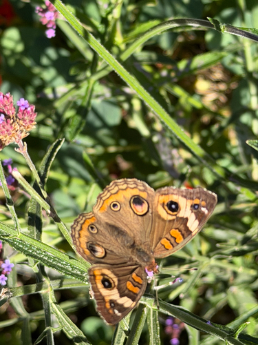 Common Buckeye
