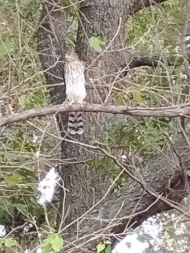 Cooper's Hawk