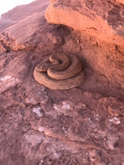 Crotalus oreganus concolor