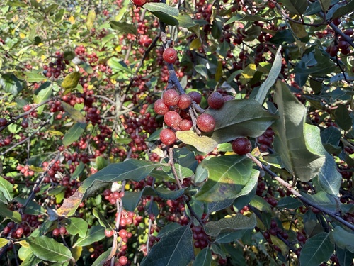 autumn olive