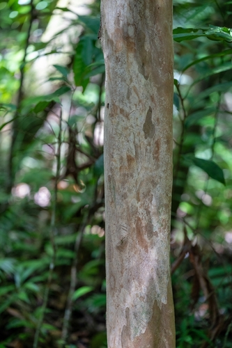 Pimenta dioica observed 2026-09-14