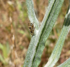 Urophora sirunaseva