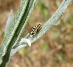 Urophora sirunaseva