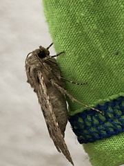 Noctuidae