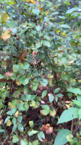 Joro Spider