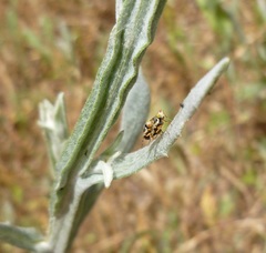 Urophora sirunaseva