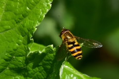 Syrphus ribesii
