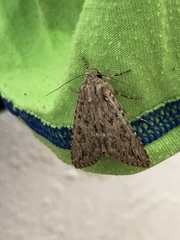 Noctuidae