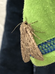 Noctuidae