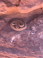 Crotalus oreganus concolor