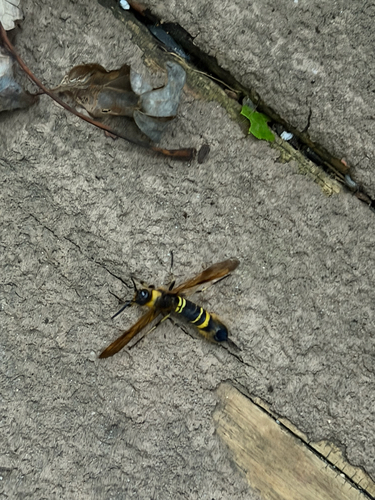 Asian Horntail