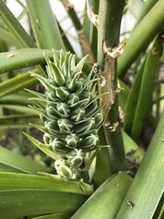 Albuca nelsonii