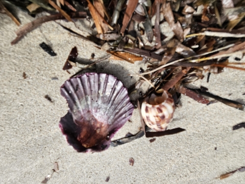 Lyria mitraeformis observed 2026-10-02