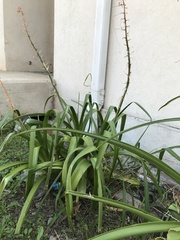 Albuca nelsonii