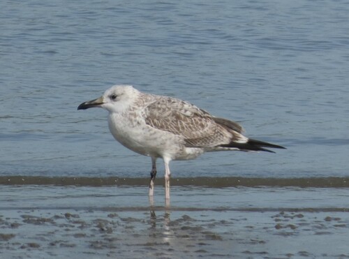 Caspian Gull