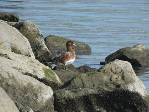 Eurasian Wigeon