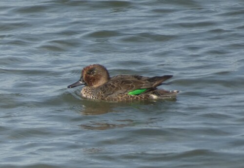 Green-winged Teal