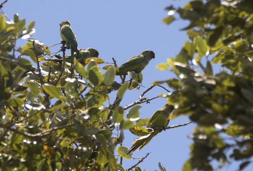 Peach-fronted Parakeet